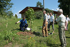 Suihkolan perinnepuu