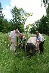 tammen istutus Ollilan vanhan tuvan perustuksille